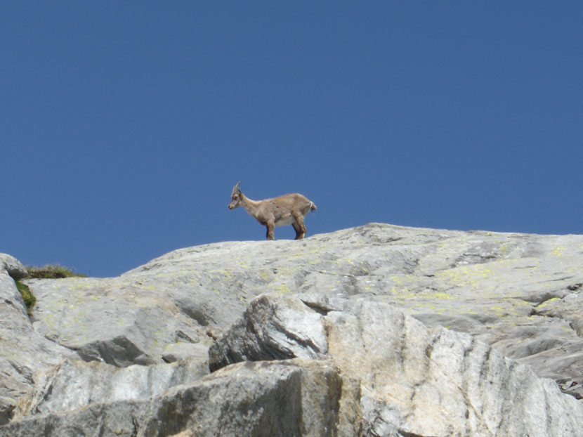 randonnes maurienne refuge fond aussois dent parrache